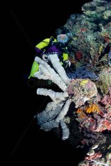 Diver and Tube Sponge Drop off Sipadan Island Malaysia