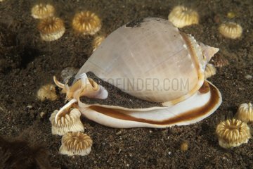 Helmet Shell snail Indonesia