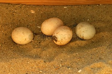 Hermann Turtle Eggs in einem Frankreichgarten abgeholt