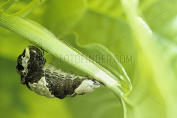 Caterpillar of the Heraclides butterfly lends to nymphos Surinam