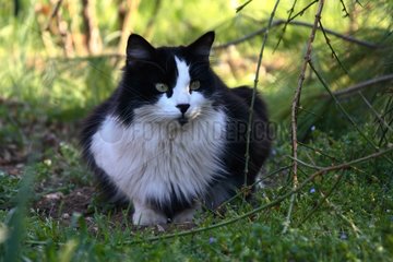 MÃ¤nnliche Katze im Gras Frankreich angeordnet