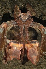 Portait of Mantis Shrimp Bali Indonesia
