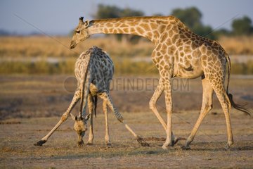 Giraffes feeding on Chobe River flood plain Botswana