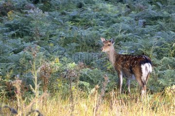 Hinde Sika deer standing in the ferns Great Britain