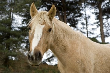 Das Porträt eines Pferdes von in einem zur Bretagne geht