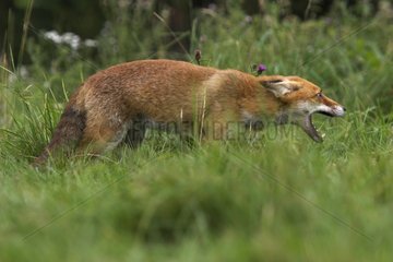 Red fox in a submissive position in a meadow Calvados France