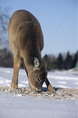 Hirsche mit WeiÃŸwedeler auf der Suche nach Nahrung im Snow Quebec