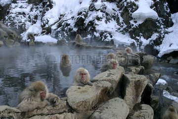 Japanische Makaken baden in einer heißen Quelle