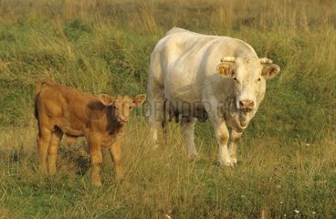 Vaches de race Charolaise et son veau croisé France