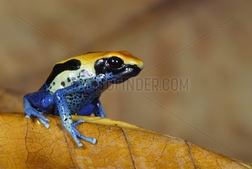 Dyeing poison frog French Guiana
