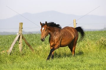 Horse Français de selle in the meadow France