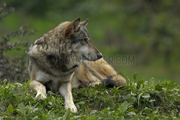Gemeinsamer grauer Wolf im Gras gelegt