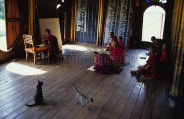 Rinnenkatzen unter jungen Burma -Mönchen