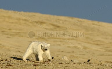 Polar Bear ashore in search of food Arctic