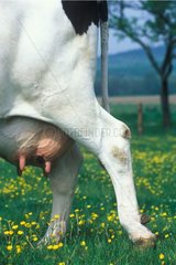 Pis de vache Prim'Holstein au pré