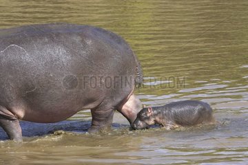 Hippopotamus Newborn following it mother in water Kenya