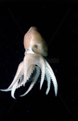 Common Octopus schwimmen mit seinem Siphon New England USA