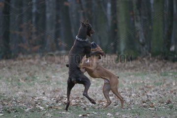 Dobermann and Boxer playing in the forest France