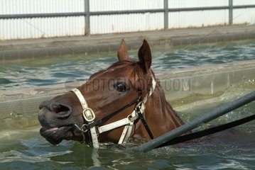 Training race horse in swimming pool South Australia