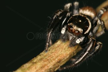 Male Jumping Spider moving on a branch Mauzerin Ariège
