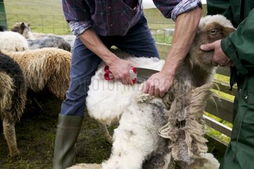 Shearing Streymoy Faroe Islands