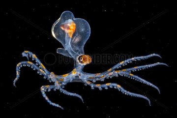 Juvenile Octopus on black background - Tahiti French Polynesia