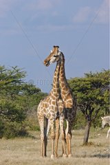 Giraffes in Etosha NP Namibia