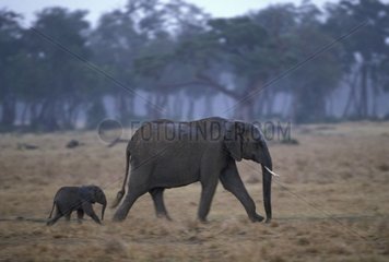 Female African elephant and its young under the rain Kenya