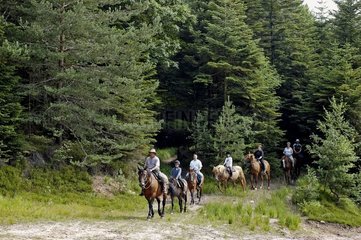 Pferderückenverpackung auf einer Waldstraße Frankreich