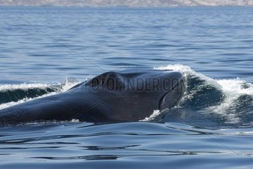 Kopf und Mund eines Flossenwal -Golfs von Kalifornien USA