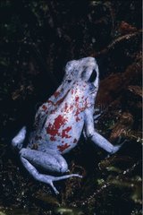 Harlequin Poison Frog Choco biogeographic Narino Colombie