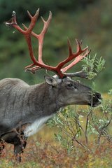 Caribou avec andouillers sanguinolents Alaska USA