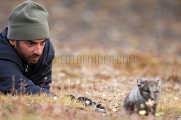 Attempting to approach an arctic fox cub Canada