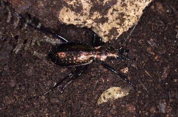 Gemahlener Käfer  der auf feuchten Bodenpyrenäen Frankreich geht
