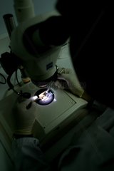 Récupération d'embryons puis transplantation dans une souris