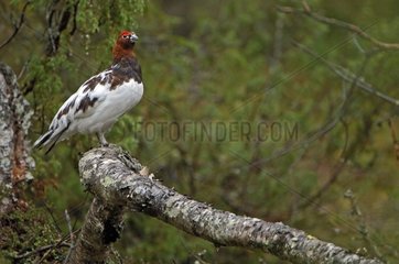Red grouse male posed on a branch Finland