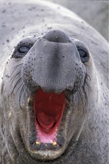 Eléphant de mer du nord femelle grognant Mexique