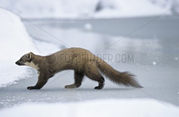 Marten going prudently on the ice