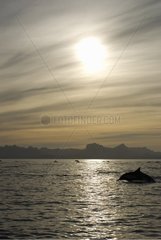 Common dolphin in a golden sea at dawn Gulf of California