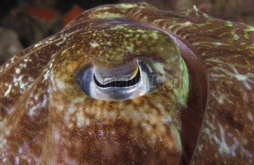 Pharaoh Cuttlefish eye tropical Indian Ocean Thailand