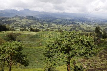 Agricultural landscape around the national park Rwanda