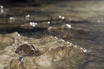 Kröte in der Nähe des unterirdischen Flusses der gebrochenen Du Puits meuse