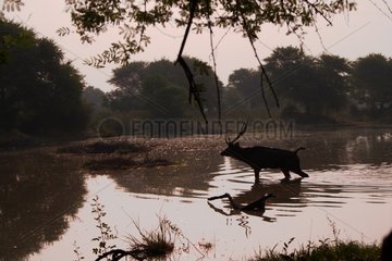 Sambar walking in water Keoladeo Ghana National Park India