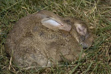 Rabbit suffering of the myxomatosis sleeping on straw [AT]
