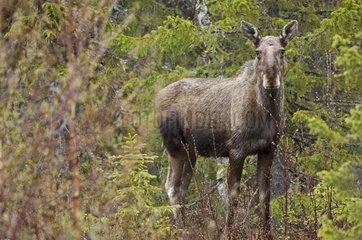 Elk in Pallas Ounastunturi National Park Finland