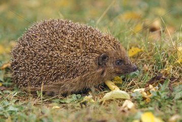 Portrait of Western European Hedgehog hunting France