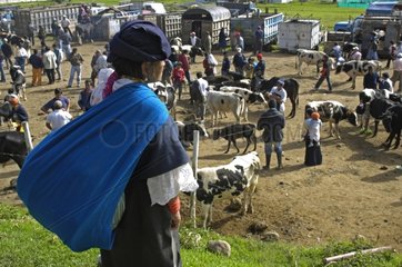 Cattle market of Otavalo Ecuador