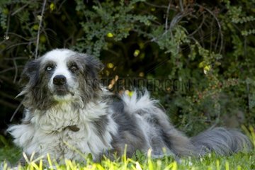16 Jahre alter Hund mit Minnow Eyes Frankreich