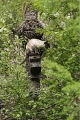 Cat on a nesting box in a tree