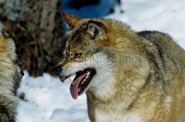 Loup mâle grognant PN Bayerischer Wald Allemagne